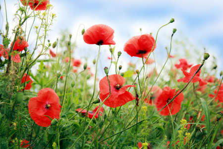 fleurs des champs Coquelicots rouges et le ciel. Fleurs sauvages, été idylle.